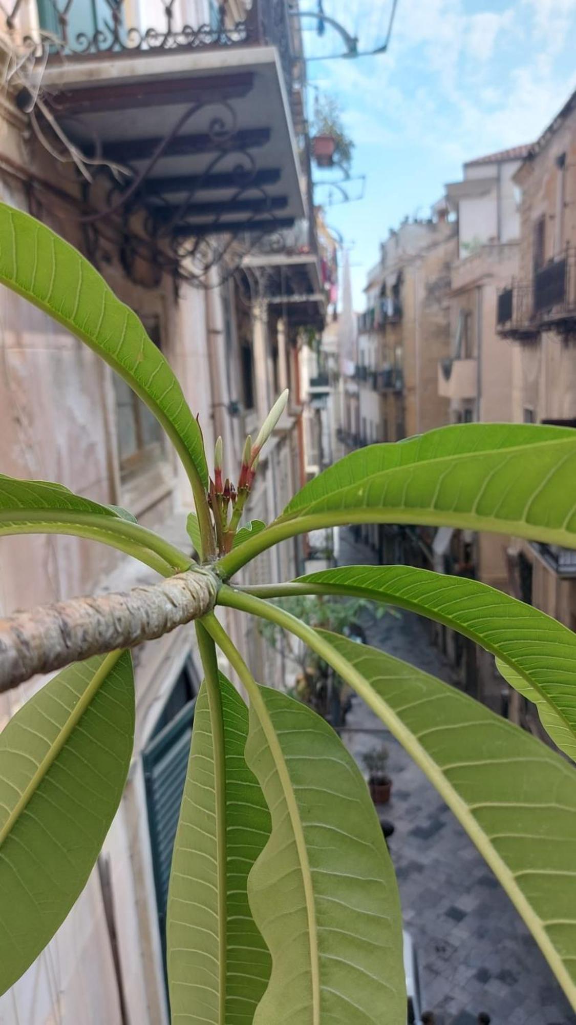 A Casa Di Elena Διαμέρισμα Παλέρμο Εξωτερικό φωτογραφία